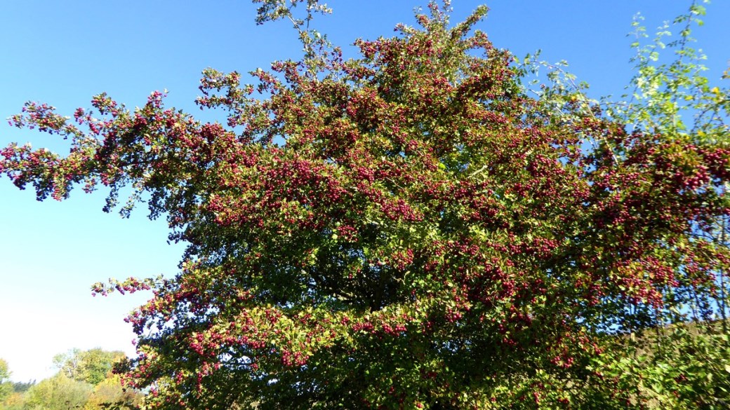 Galgenholz Spaziergang - 11. Oktober 2018