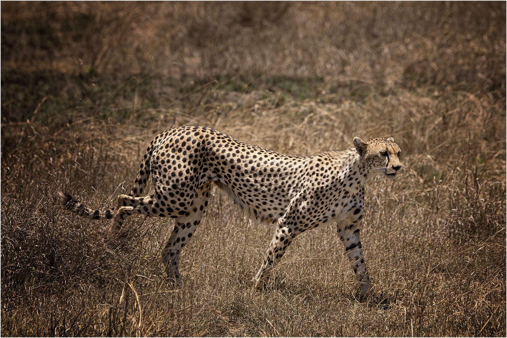 Highly Commended: Cheetah (Paul McKenzie)