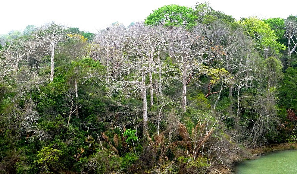 Manche Bäume bekommen erst nach der Blüte ihre Blätter