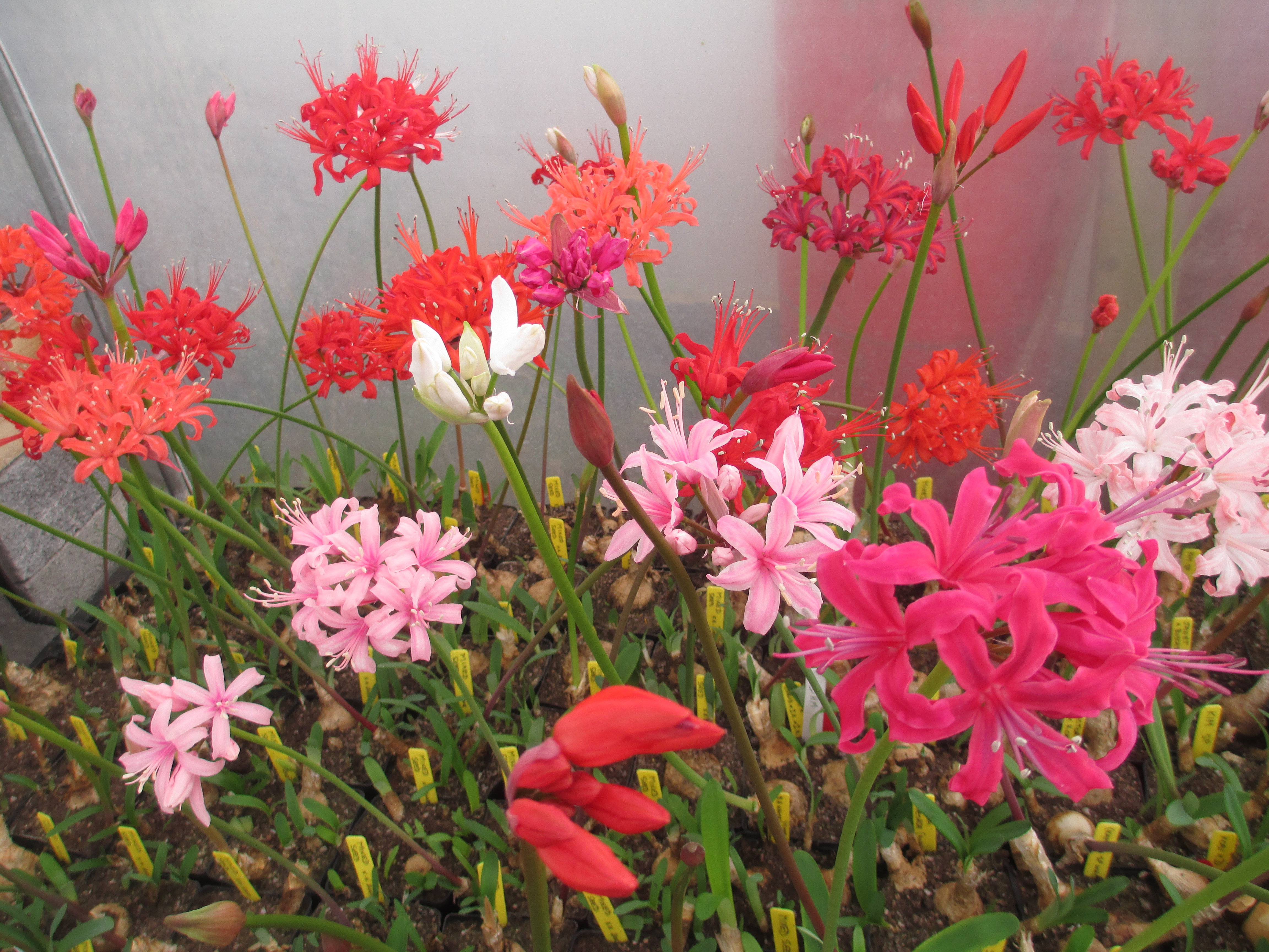Nerine Sarniensis which require the protection of a tunnel.