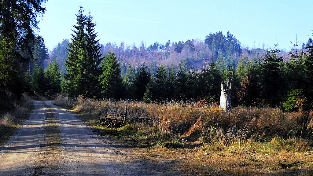 Unterwegs auf einer Forststraße