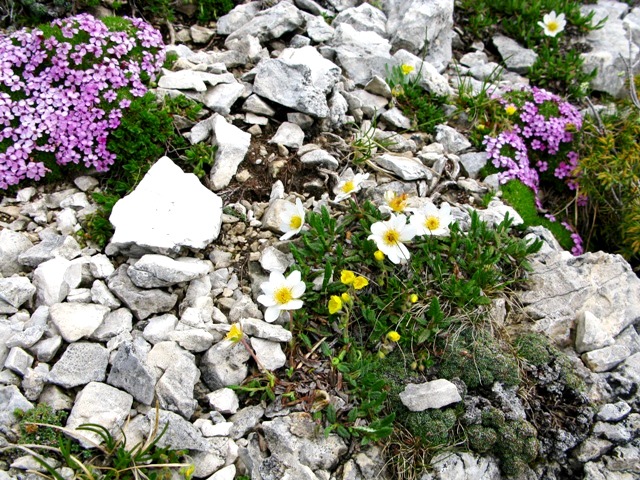 Natürlicher Steingarten