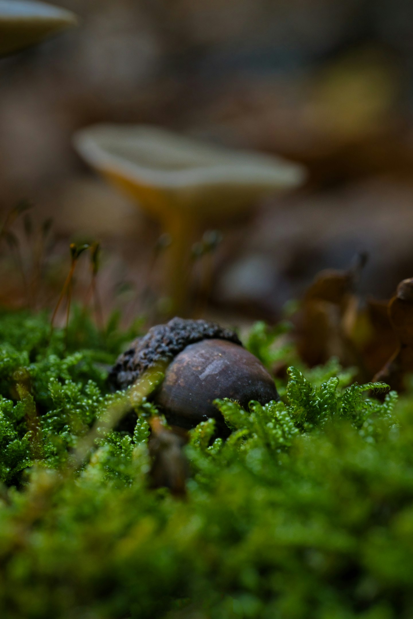Acorn resting on vibrant green moss with mushrooms.