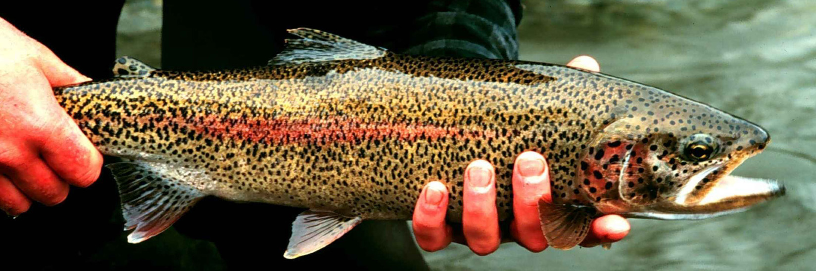 <h2>Prodajni program</h2>
<h3>Mineralna gnojila  //  
Krma za ribe  //  
Šarenka</h3>