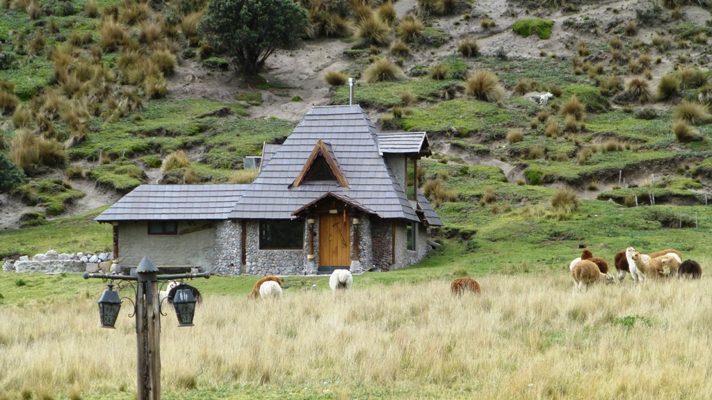 Alpakas grasen vor der Haustüre