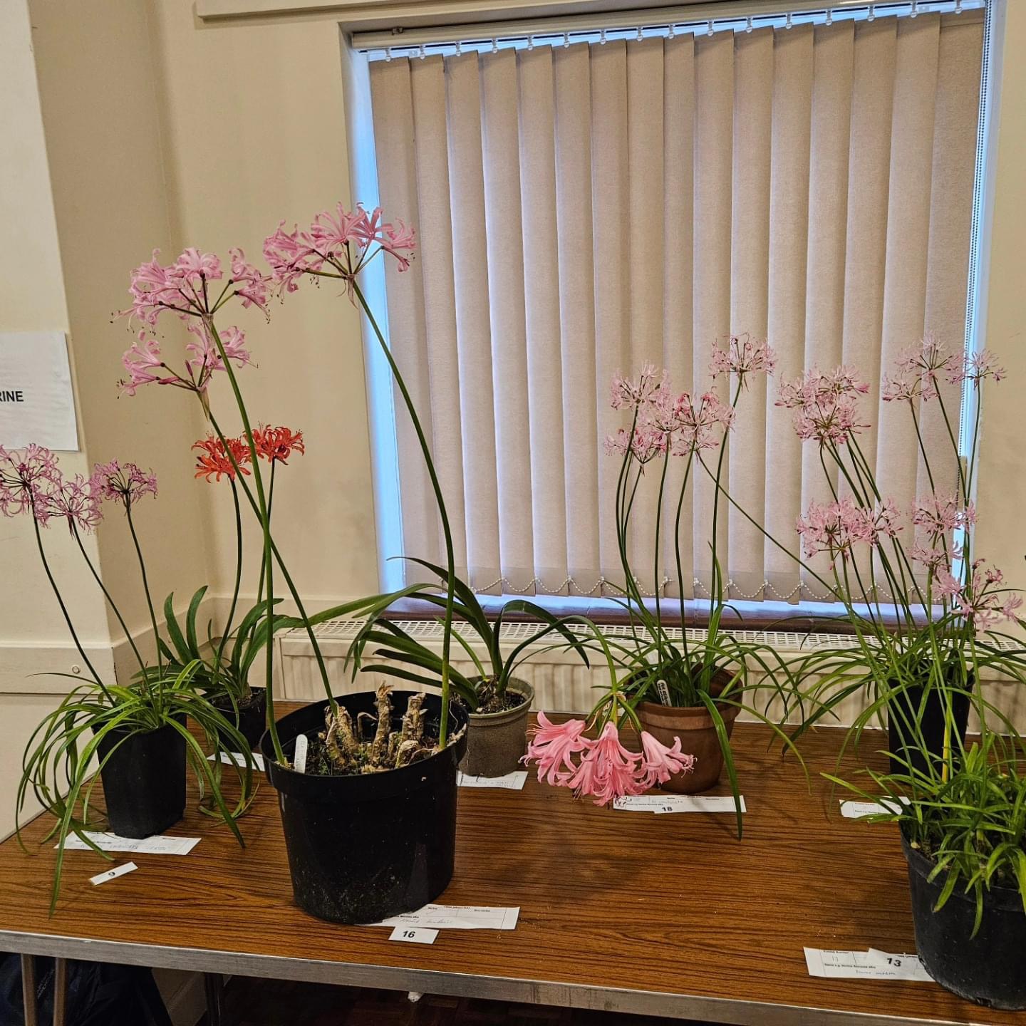 Nerine entries in the Beauty Contest