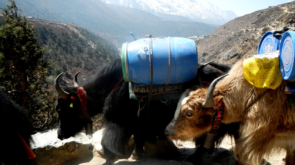 Yaks
sind robuste und kaum aggressive Tragetiere, zeigen sich jedoch wenig flexibel in der Wegeführung, weswegen Trekker ausweichen sollten
