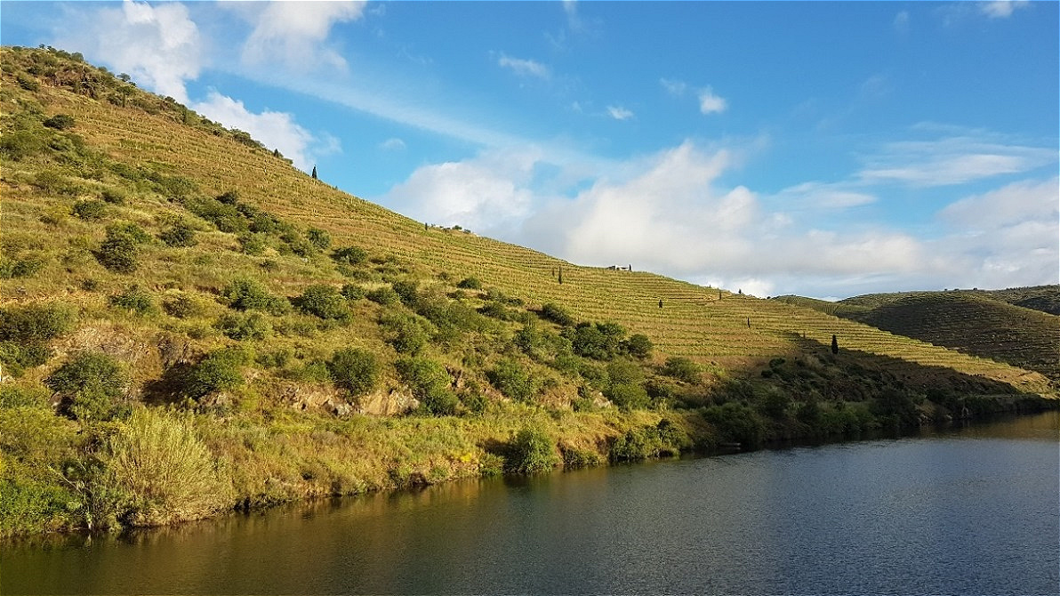 Die Weinberge leuchten in der Vormittagssonne