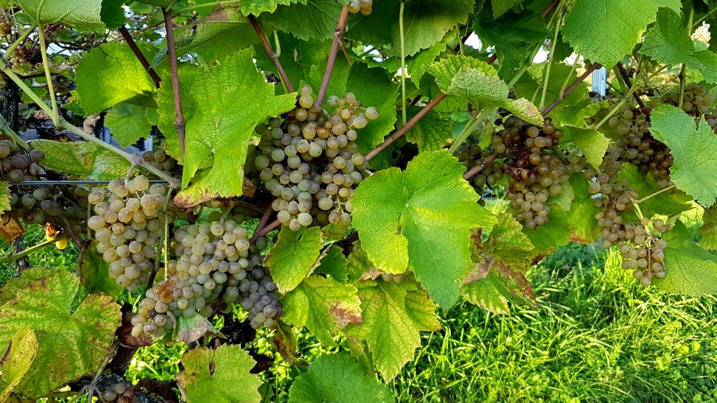 Aus den weißen Trauben keltern wir unseren "Schlossbergwein"