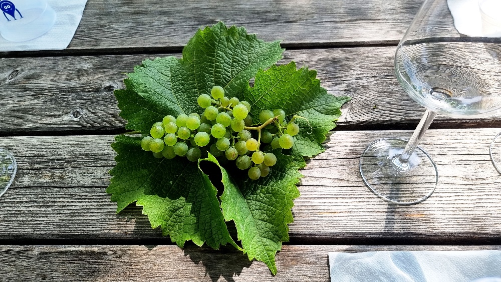 Tischdekor - reife Solaris-Trauben