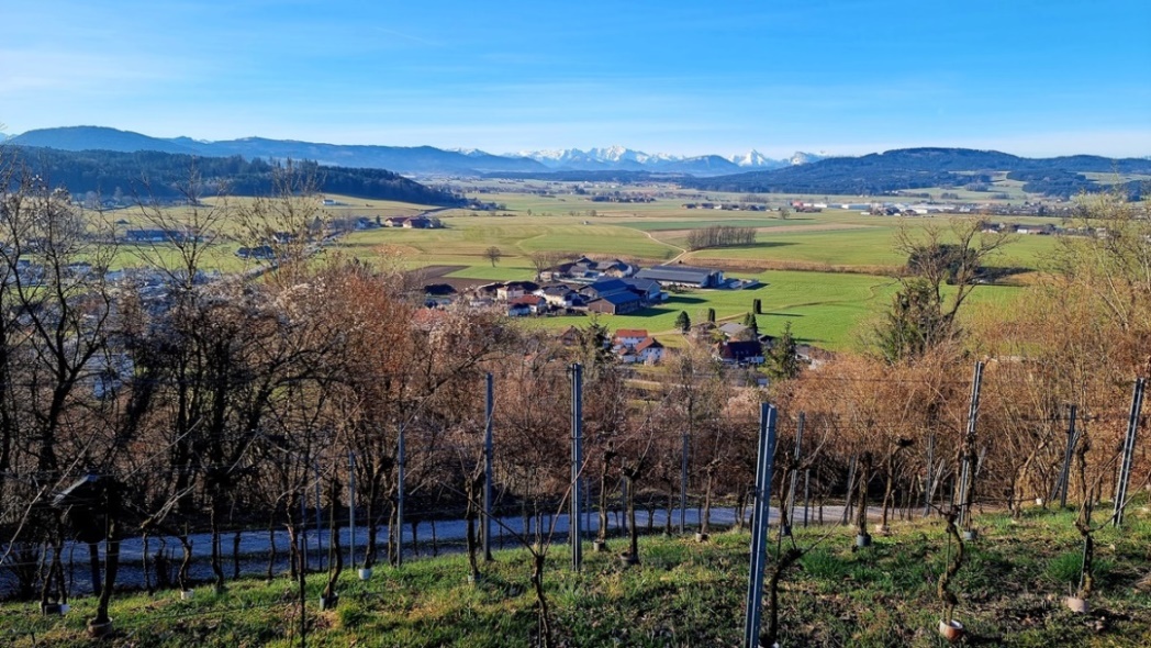 Weingarten - Südhang