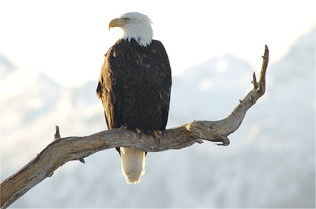 "Bald Eagle" - Weißkopfseeadler