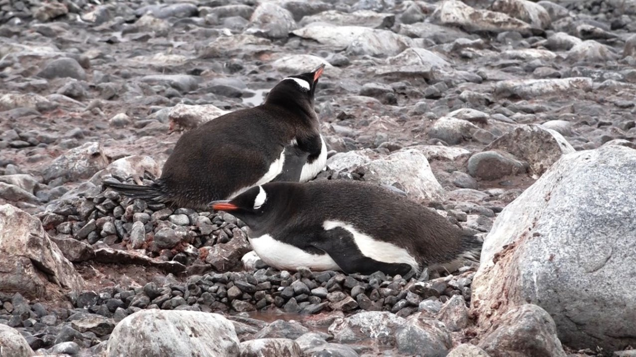 Zu zweit ist es nicht so langweilig !