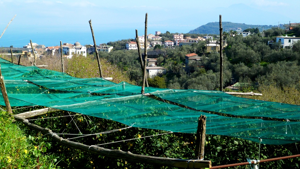 Zitronenanbau rund um Schiazzano