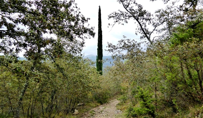 Männliche Zypresse (schlank und spitz) !