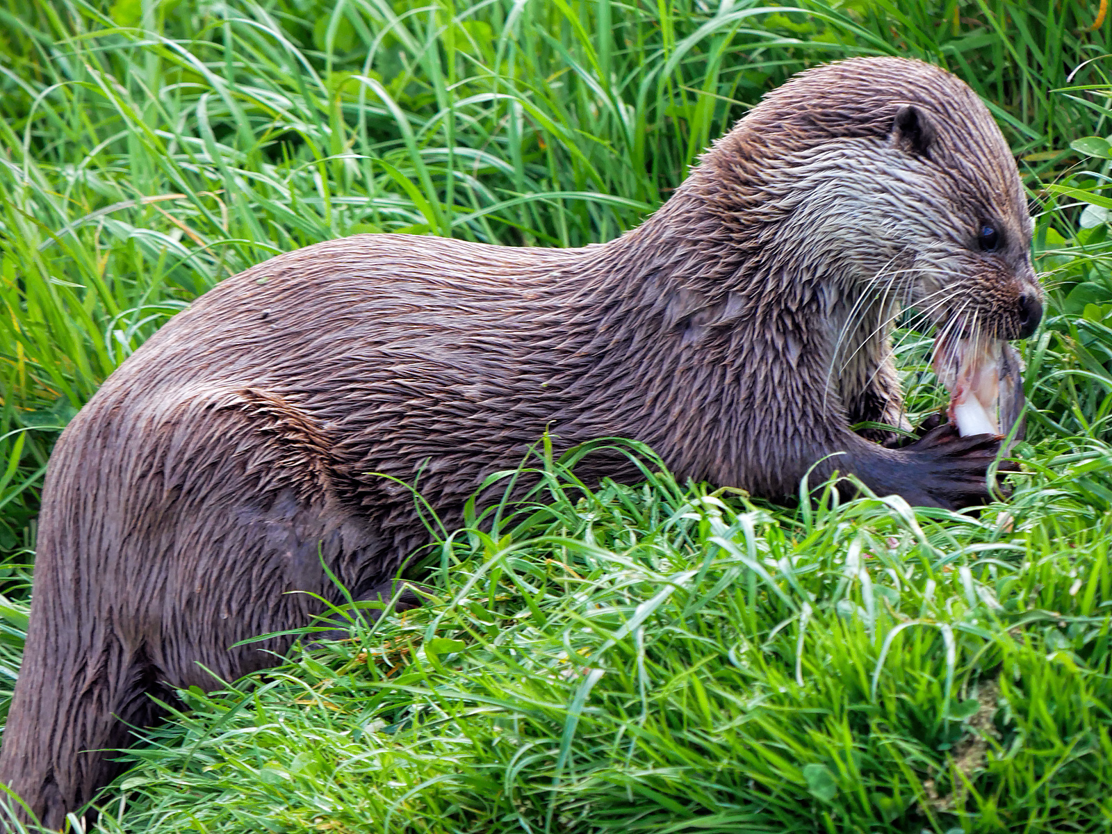 European Otter (Lutra lutra) feeding