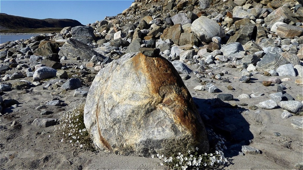 Sommerblüten in der Steinwüste