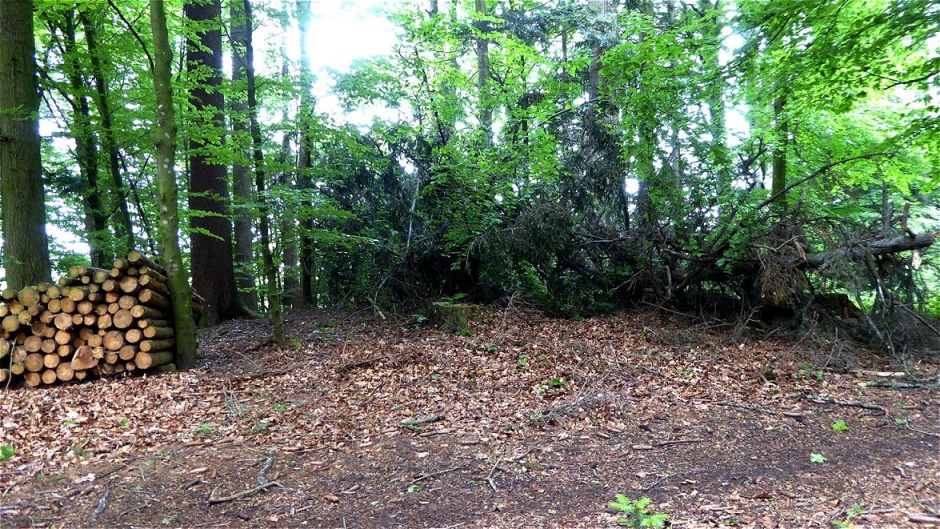 Ein umgestürzter Baum verdeckt das flache Hügelgrab