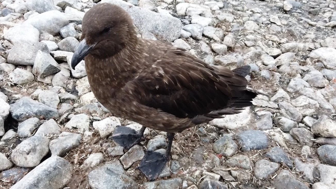 Neugierige Skua