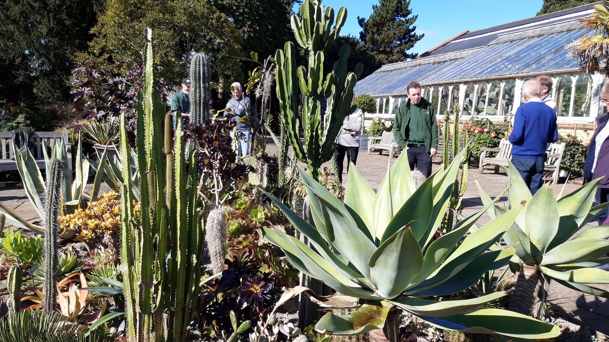 Cacti happily growing outside.