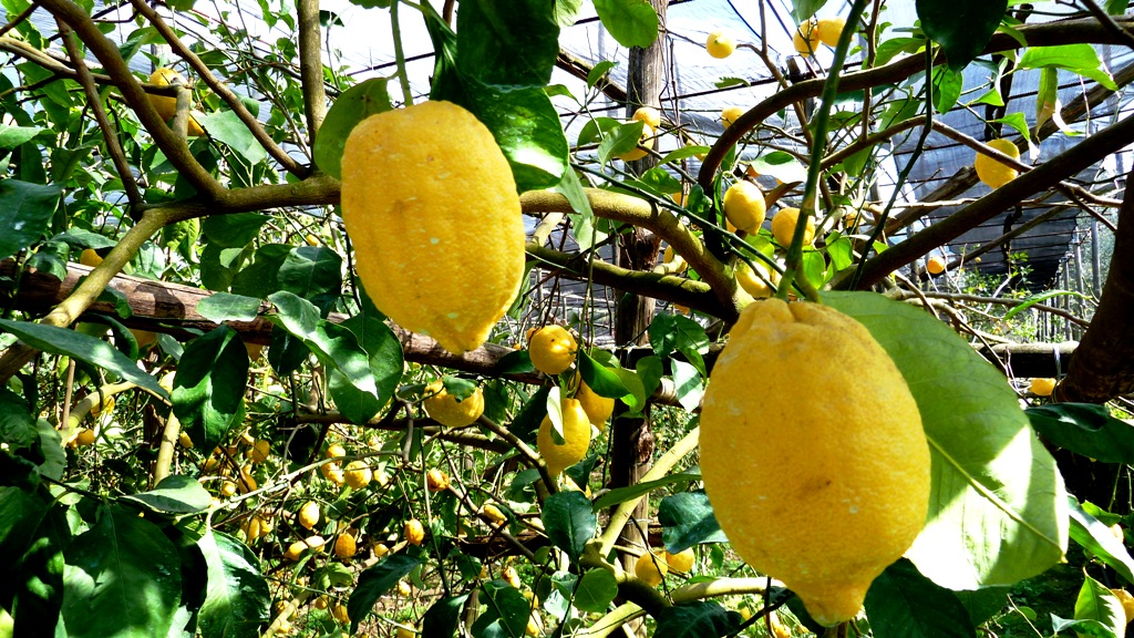 Zitronen - soweit das Auge reicht !