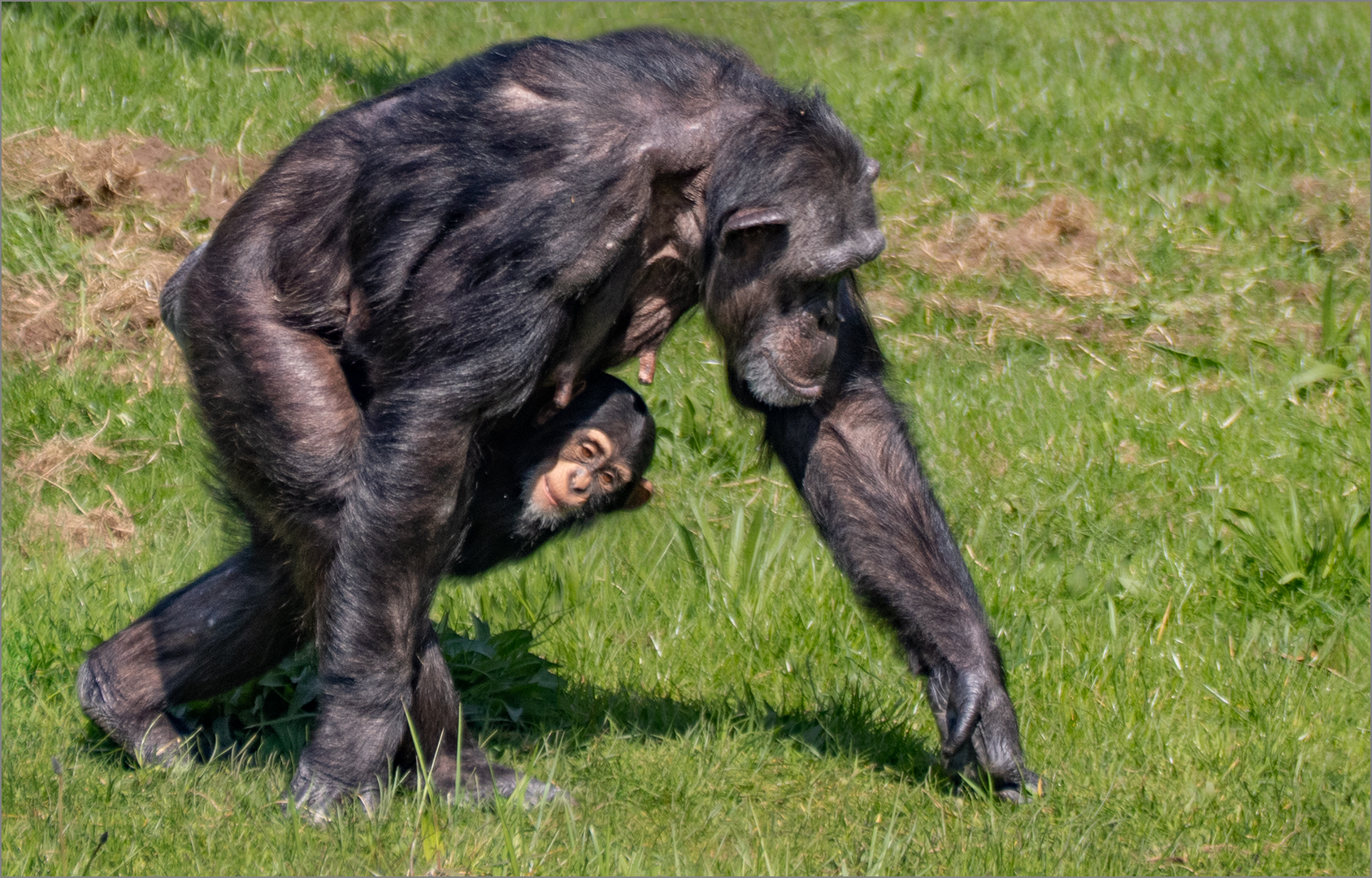 Commended: Hanging On To Mom (Ian Griffiths)