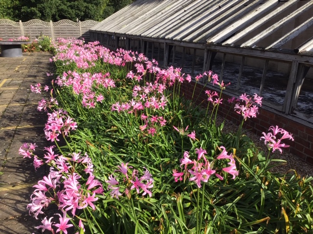 Hardy Nerines growing outside the gallery .....