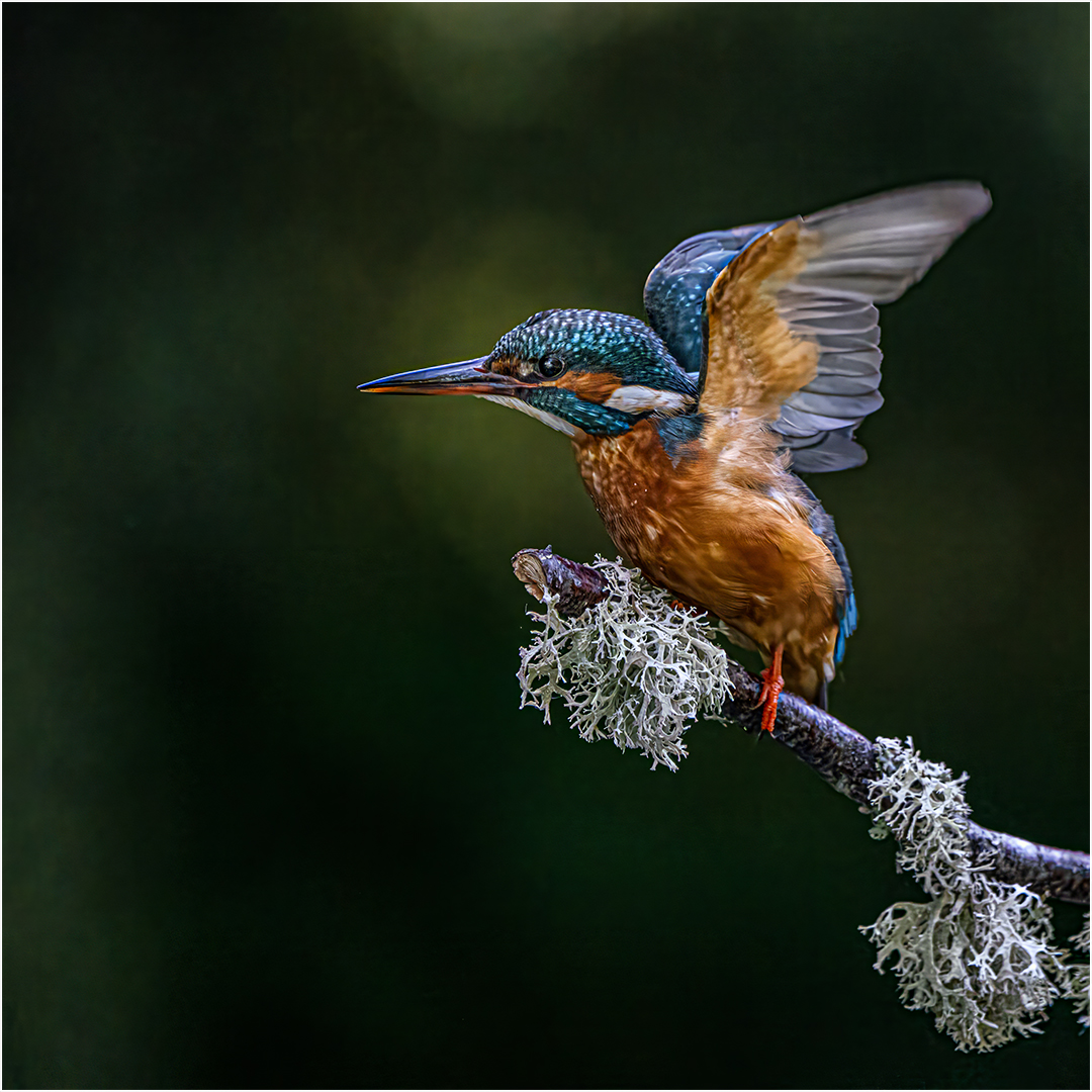 Commended: Kingfisher Take Off (Paul McKenzie)