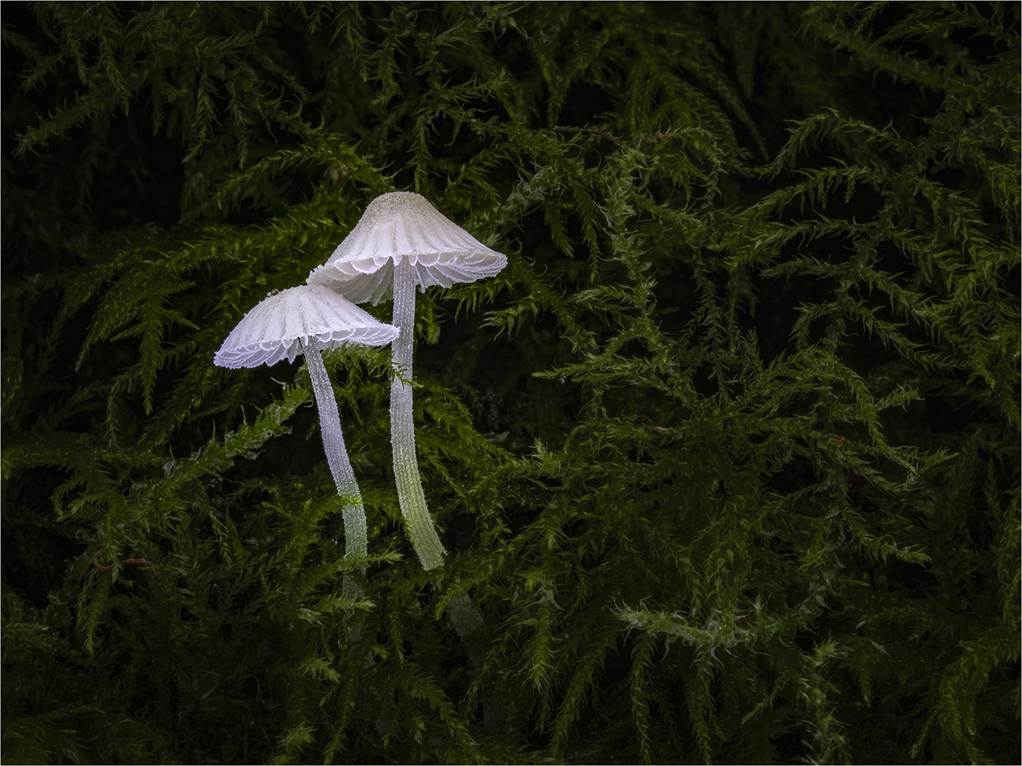 1st Place: Mycena Corynephora (Michael Bull)