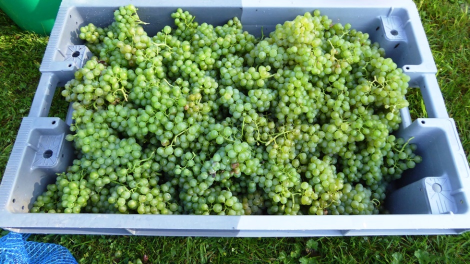 2017_09_08  Gesundes Traubengut