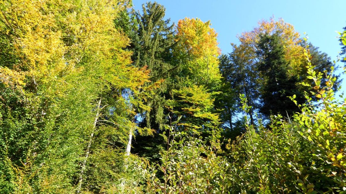 Grün- und Gelbtöne