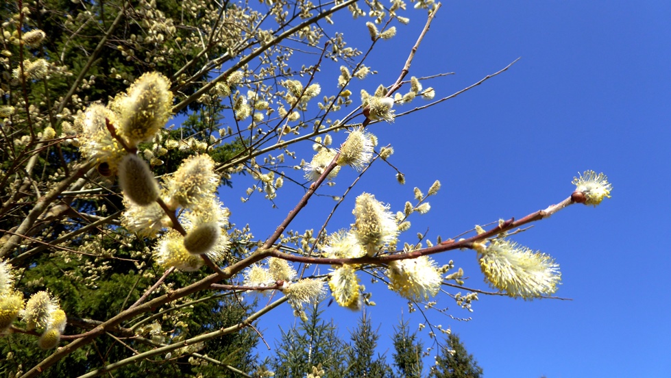 Blühende Weidenkätzchen