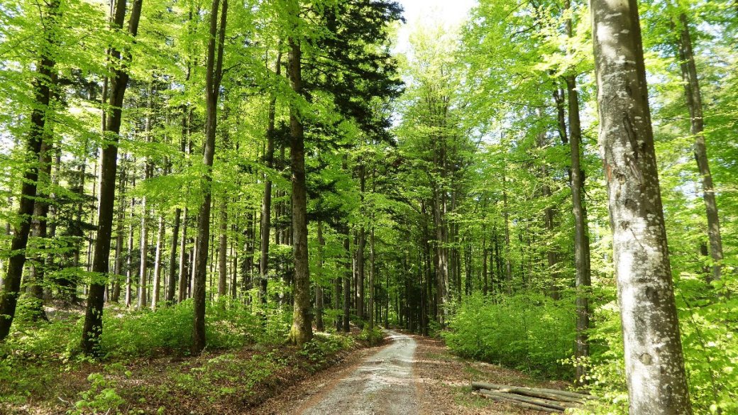 Auf der Forststraße zurück nach Hocheck