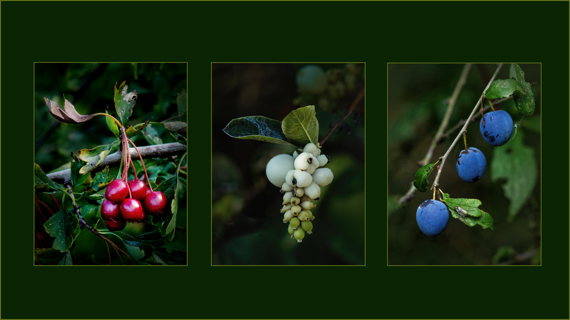 Commended: Red White and Blue (Delia Kingsbury)