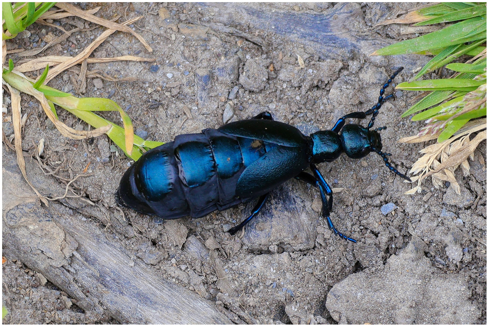 Commended: Violet Oil Beetle (Bill Roberts)