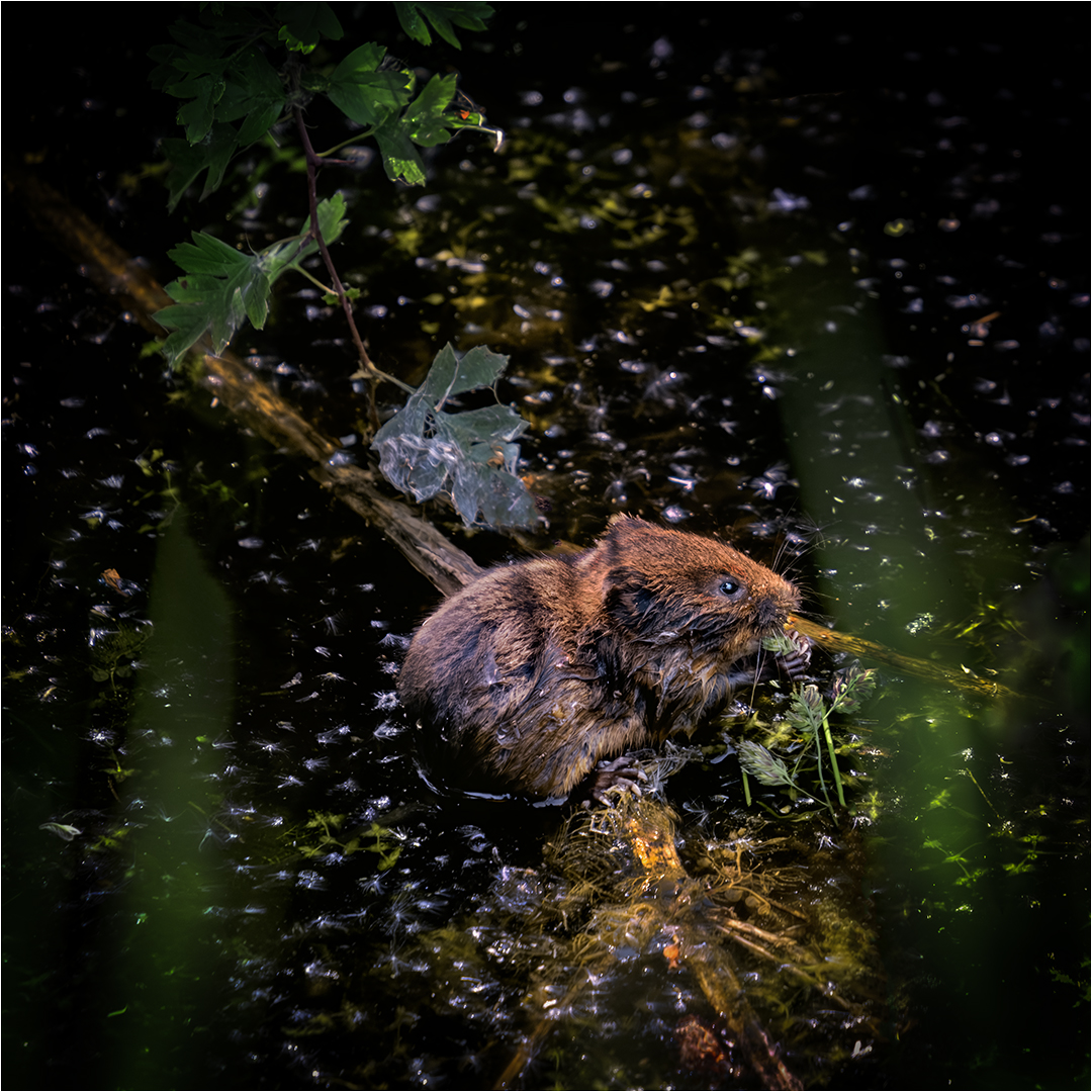 Highly Commended: Water Vole Feeding (Tony Davey)