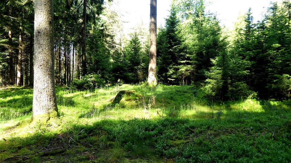Tumulus am Jungwald-Rand
