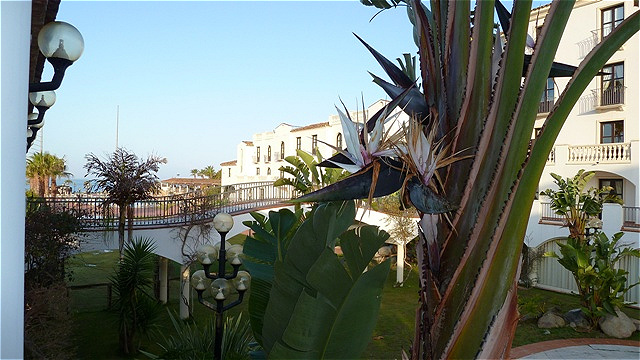 Blüten in der Morgensonne