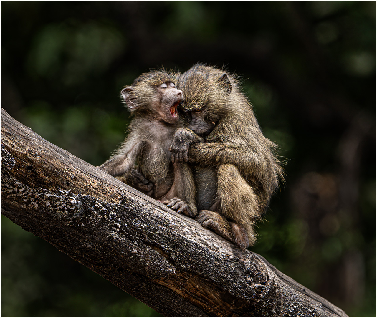 Highly Commended: Young Baboons (Paul McKenzie)