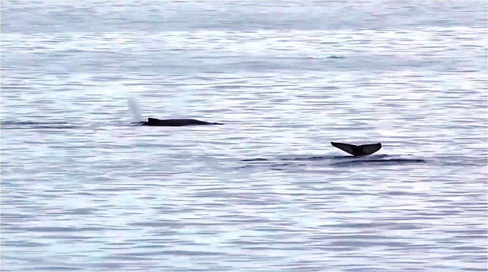 Wale kreuzen unseren Weg