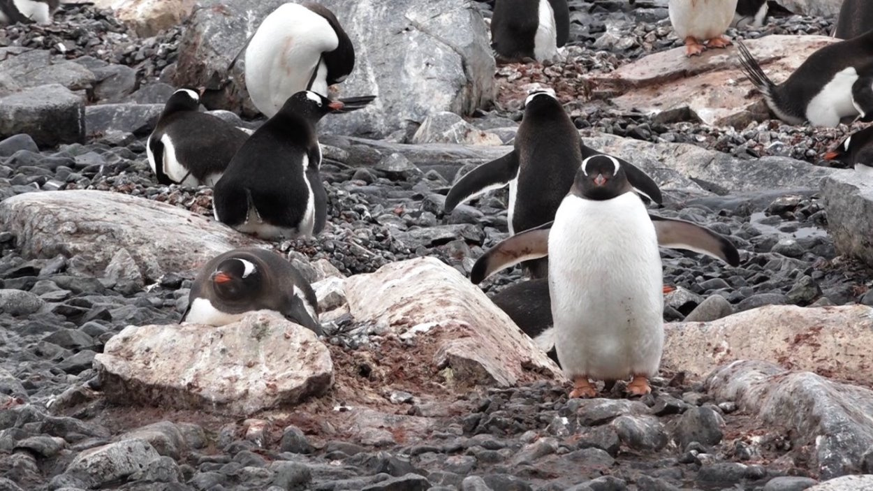 Schau - hier bin ich !