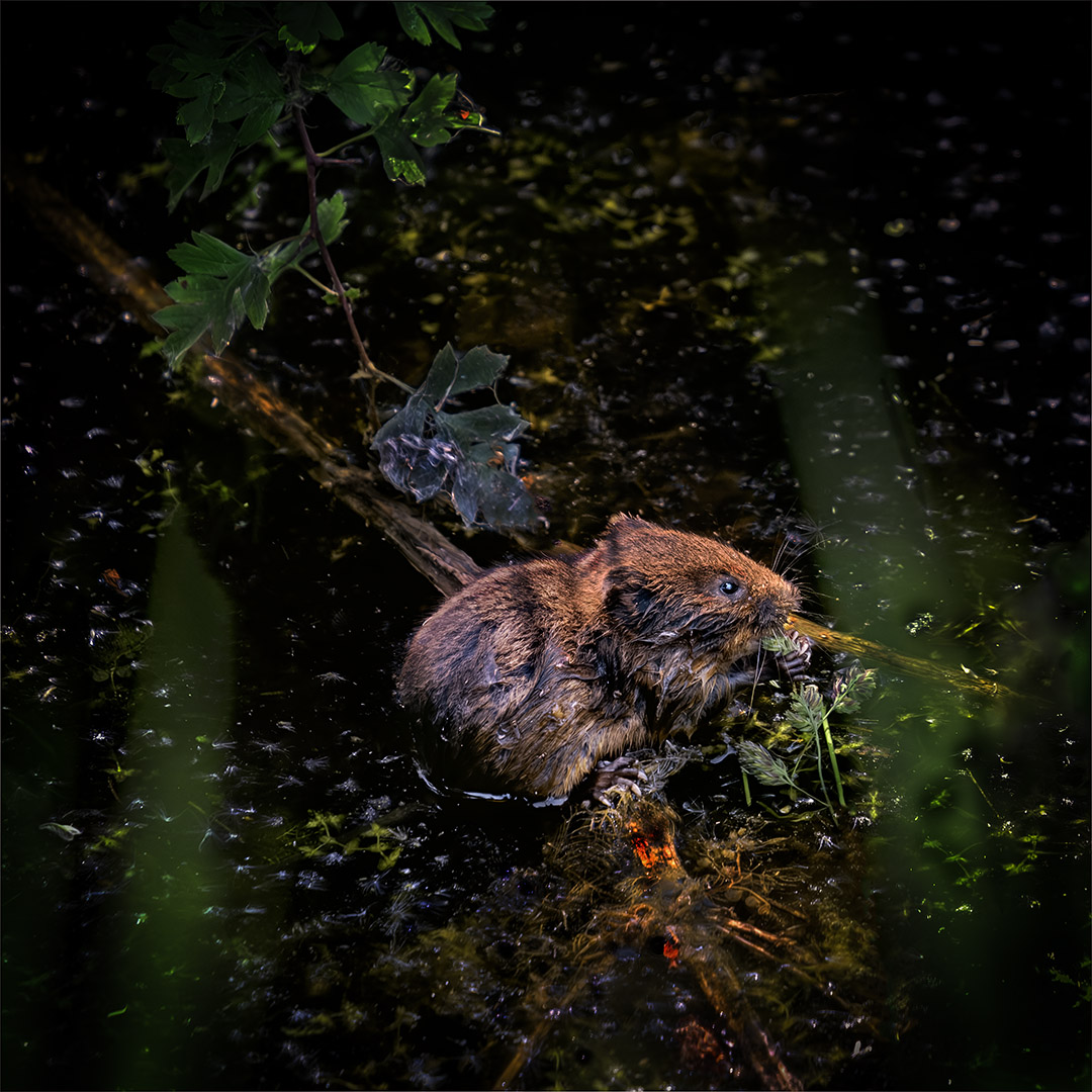 Highly Commended: Water Vole Feeding (Tony Davey)