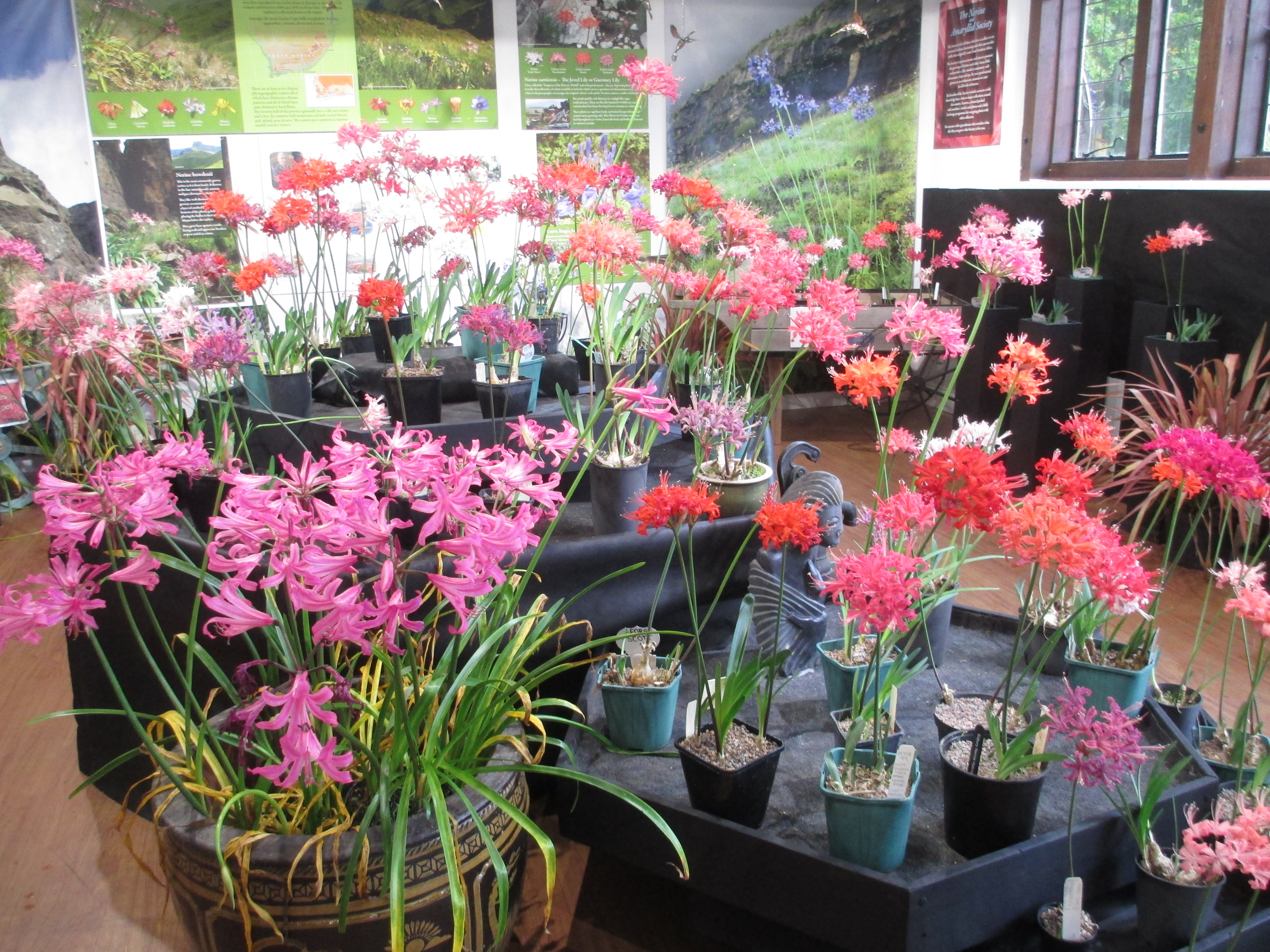 The display included Hardy Nerines (l. foreground) as well as Nerine Sarniensis.