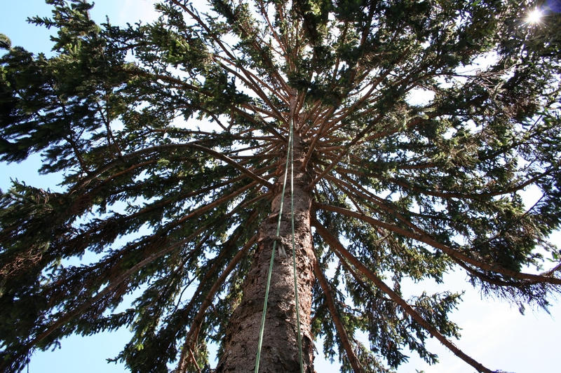 Elagage Epicea : intérieur de l'arbre aprés l'élagage