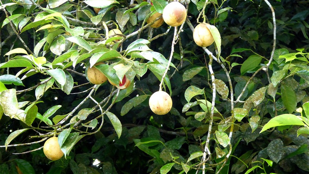 Reifende Muskatnüsse