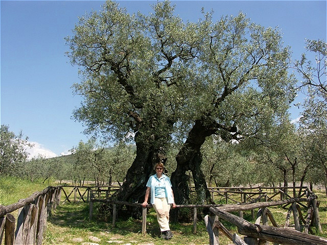 Olivo di San Emiliano - der älteste Olivenbaum Italiens - sein Alter wird auf über 1700 Jahre geschätzt - steht in Bovara südlich von Trevi, in Umbrien südlich Perugia. Er wir "Olivo di S.Emiliano" genannt. Sein Durchmesser beträgt über 9 m