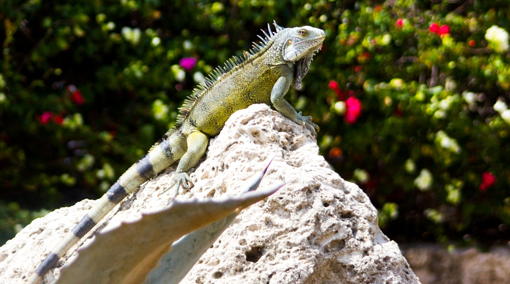 Der "Grüne Leguan" ist ein charakteristisches Tier der Dominikanischen Republik