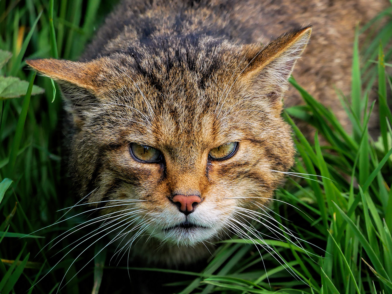 Scottish Wildcat (Felis silvestris grampia)