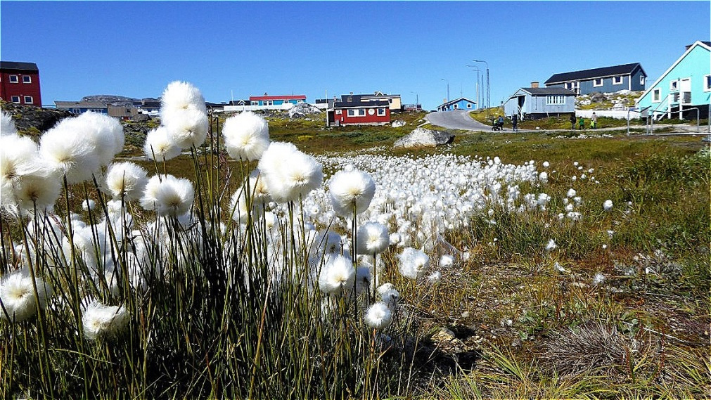 Wollgras - Dorfstraße