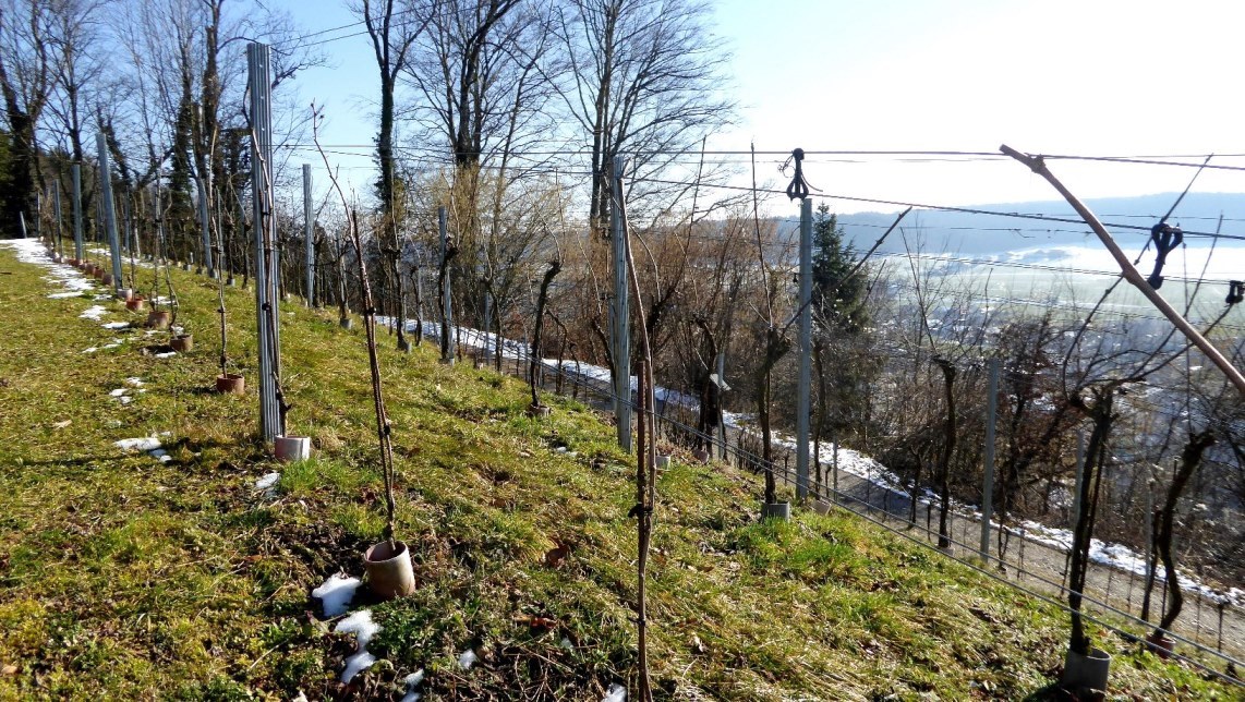 Nachschau im Weingarten